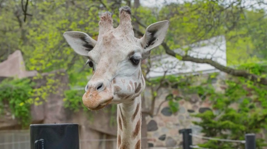 Milwaukee County Zoo giraffe dies, 2nd in a week